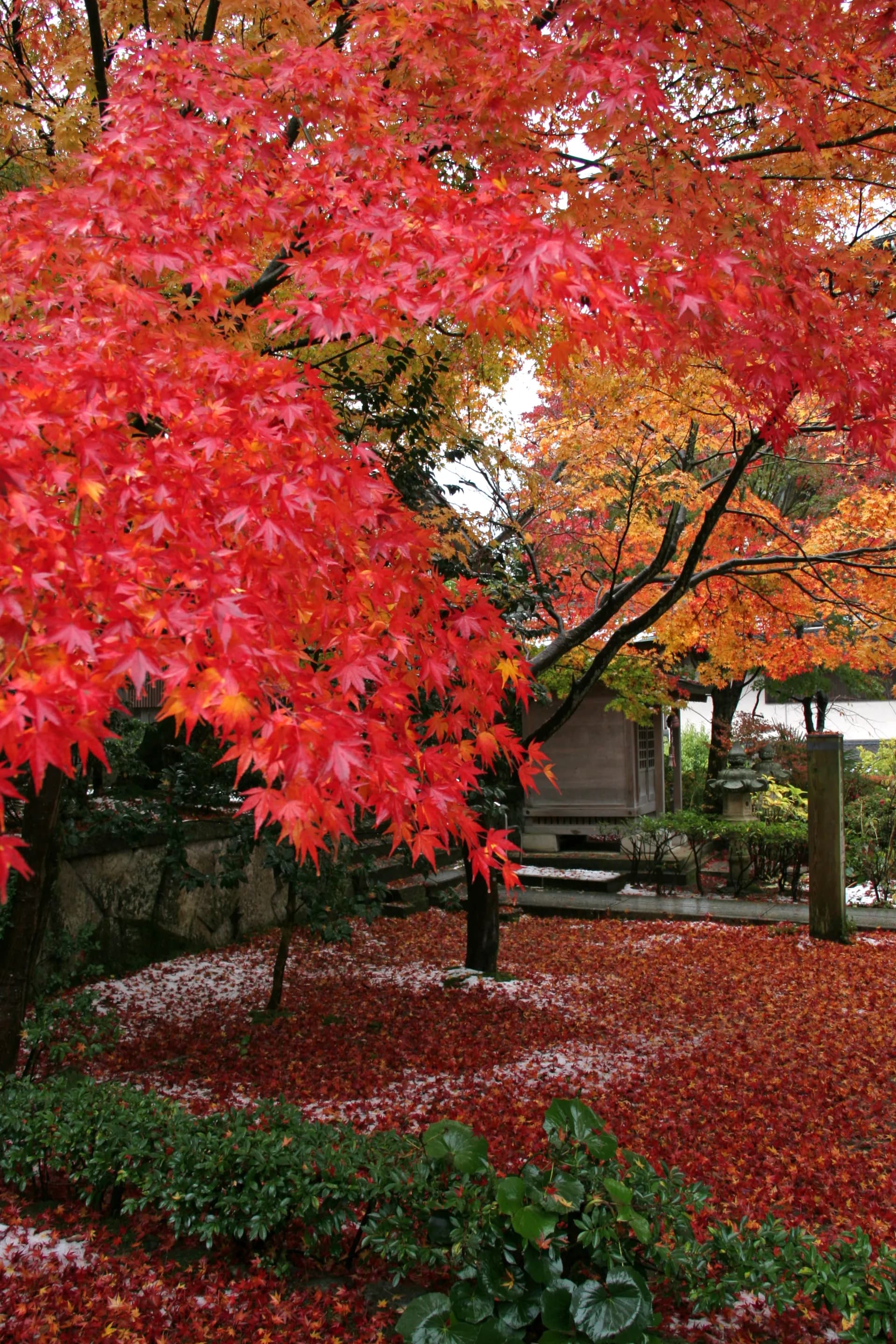 薬王院温泉寺 紅葉