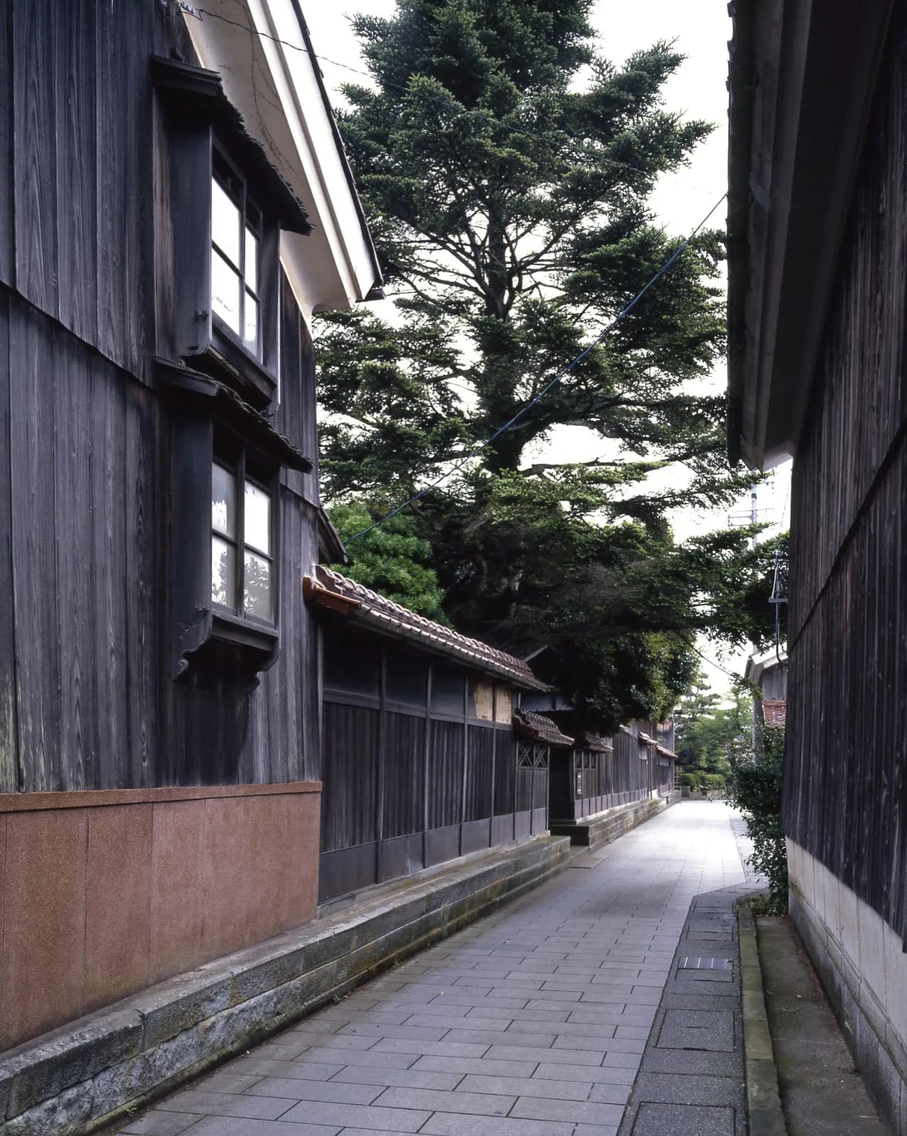 杉の大木が見える橋立の細路地