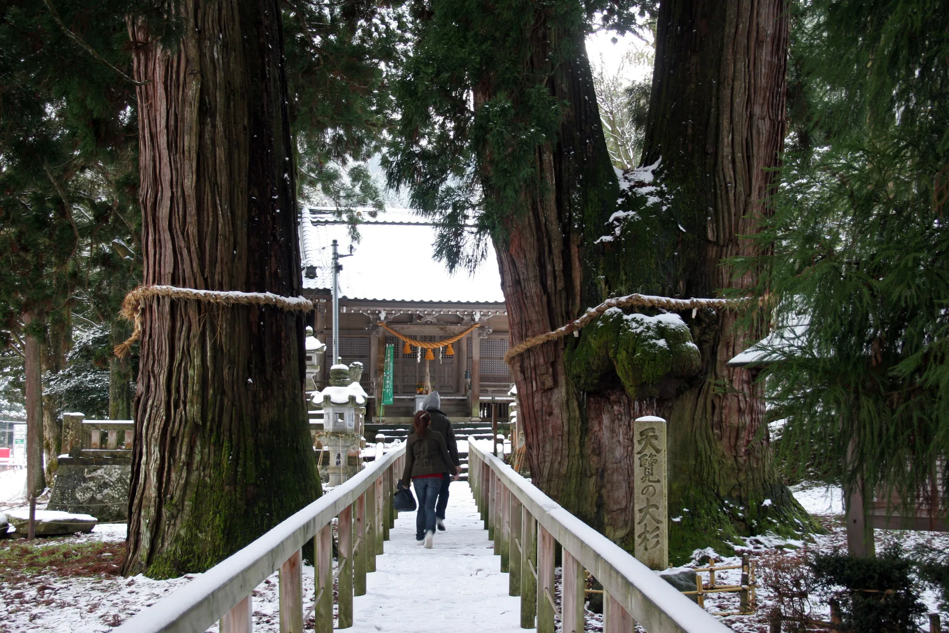 栢野の大杉 全景